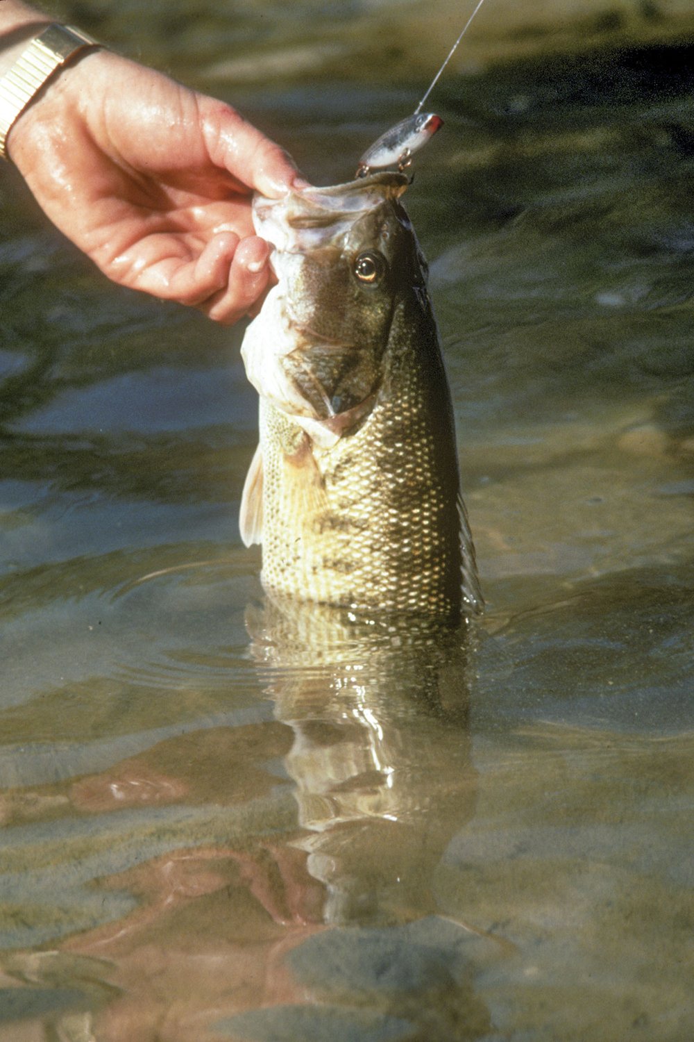 Person removing a guadalupe bass from a hook