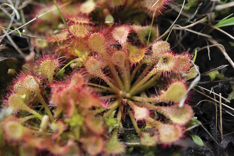 Photograph of a carnivorist sundew plant.