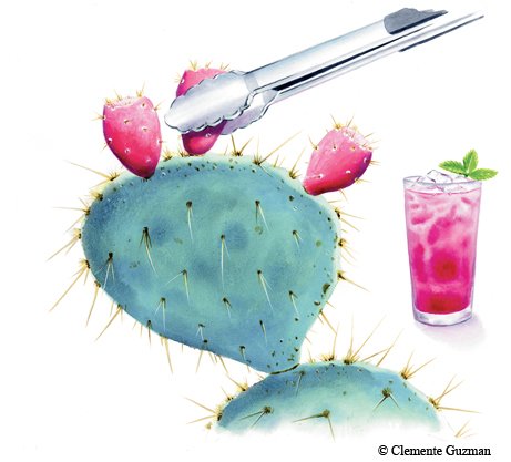 Illustration of Pickly Pear cactus with pear fruit. One is being removed with tongs and next to an illustration of a beverage with prickly pear syrup.