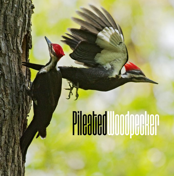 Red crested black and white Pileated Woodpeckers on the trunk of a tree. One is flying out of the whole for the nest. The words Pileated Woodpecker printed below the flying bird