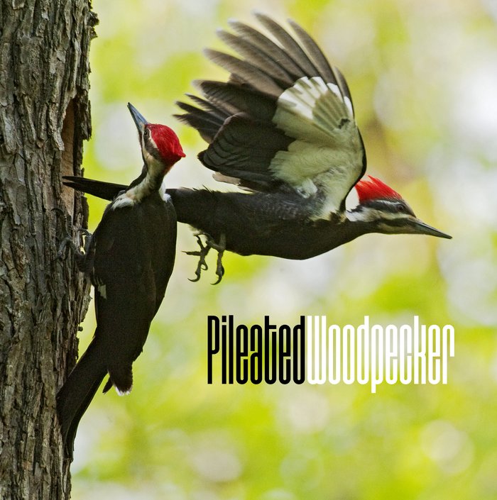Red crested black and white Pileated Woodpeckers on the trunk of a tree. One is flying out of the whole for the nest. The words Pileated Woodpecker printed below the flying bird