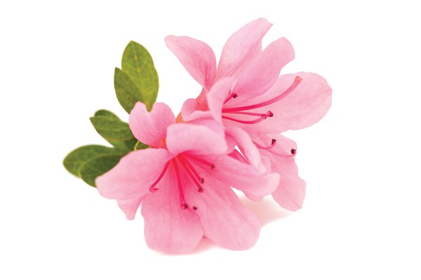 Pink flower blossom