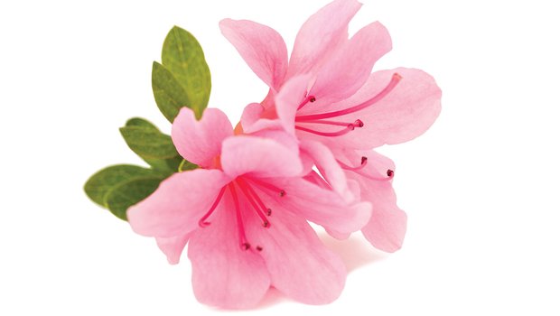 Pink flower blossom