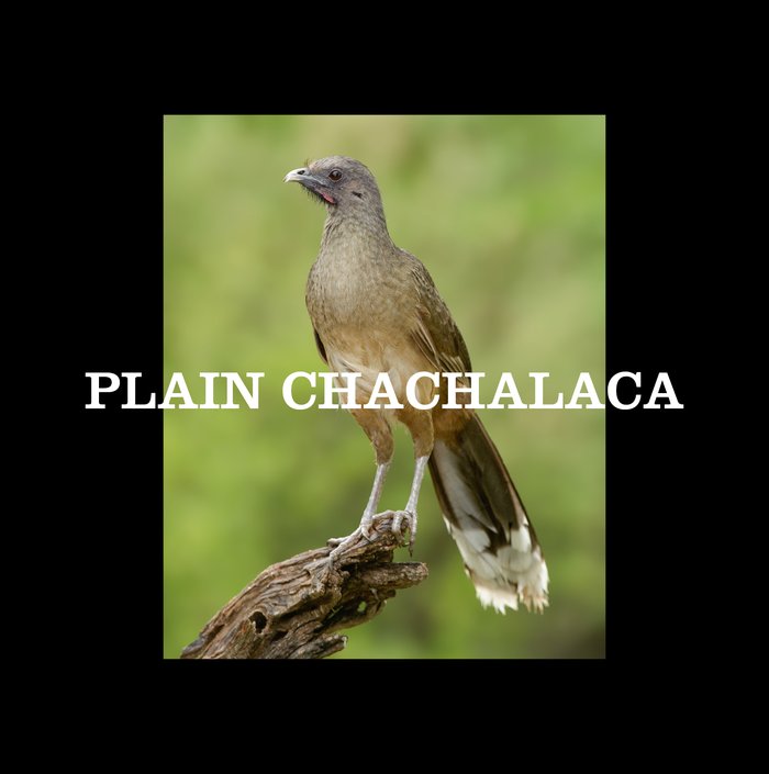 a brown slender Plain Chachalaca perched on a fallen branch. The name of the bird runs horizontally over the top of the birds legs. Thick black border around image