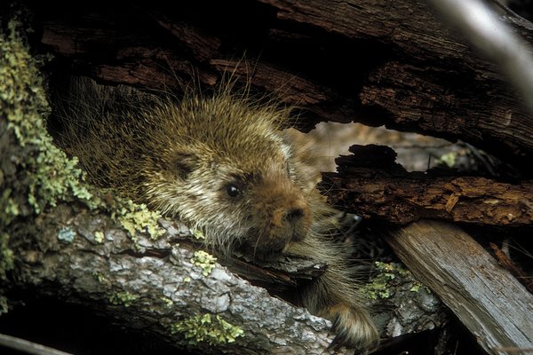 Porcupine (Prickle Pig) in resting in wood