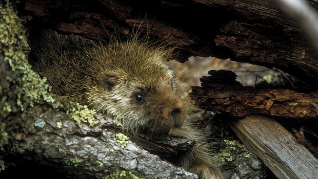 Porcupine (Prickle Pig) in resting in wood