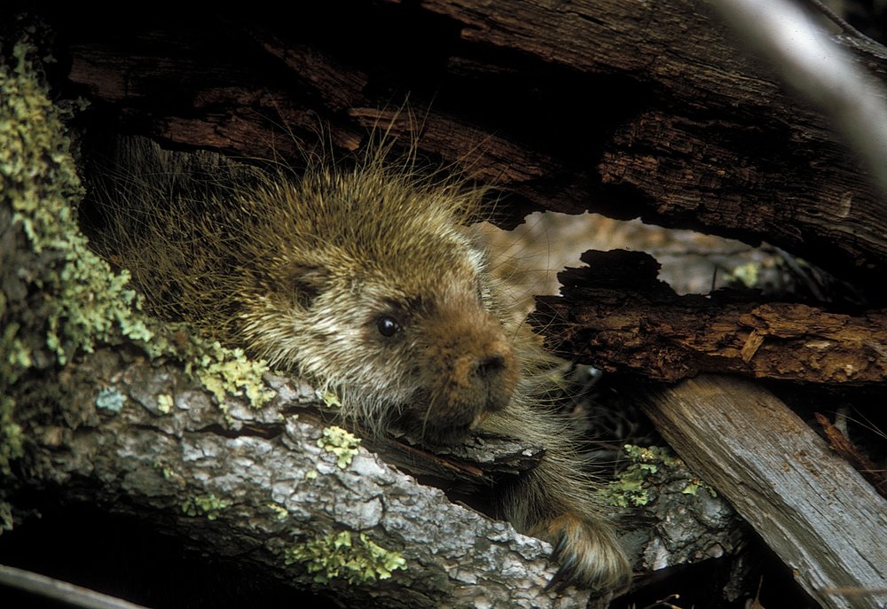 Porcupine (Prickle Pig) in resting in wood