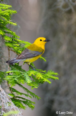 Prothonotary Warbler, yellow and brown, perched on a tree branch