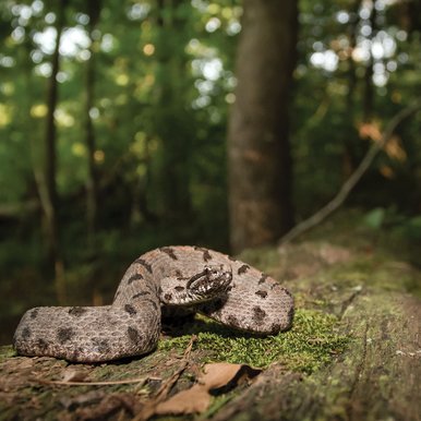 Pygmy Rattlesnake on a fallen tree trunk.