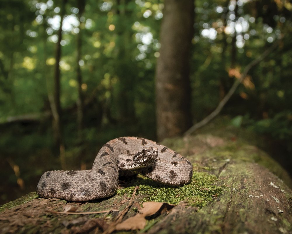 Pygmy Rattlesnake on a fallen tree trunk.