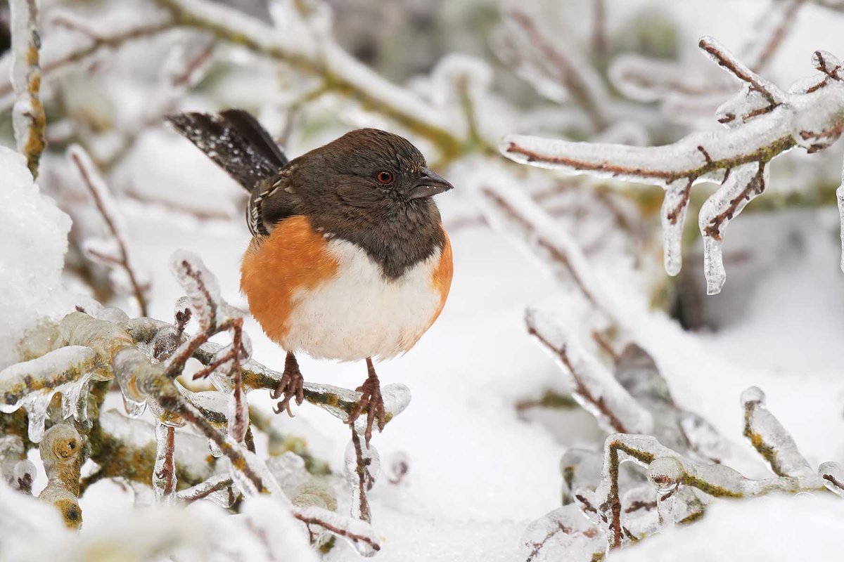 Spotted-Towhee sitting on ice covered branches surrounded by snow