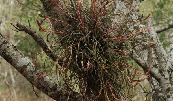 ball moss growing in the fork of two limbs.