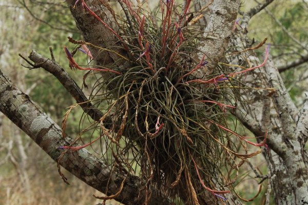 ball moss growing in the fork of two limbs.