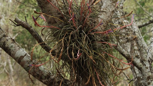 ball moss growing in the fork of two limbs.