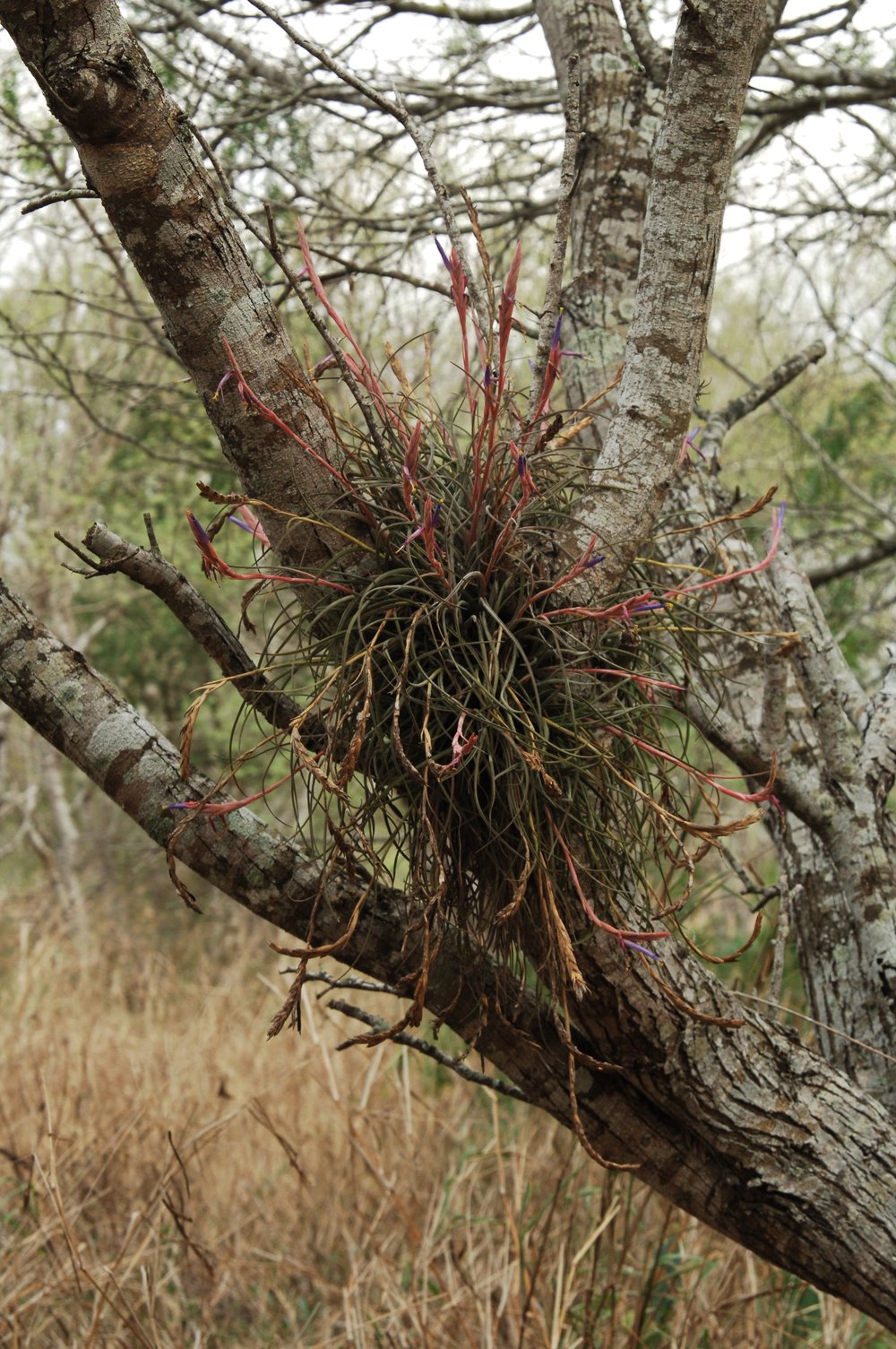 ball moss growing in the fork of two limbs.