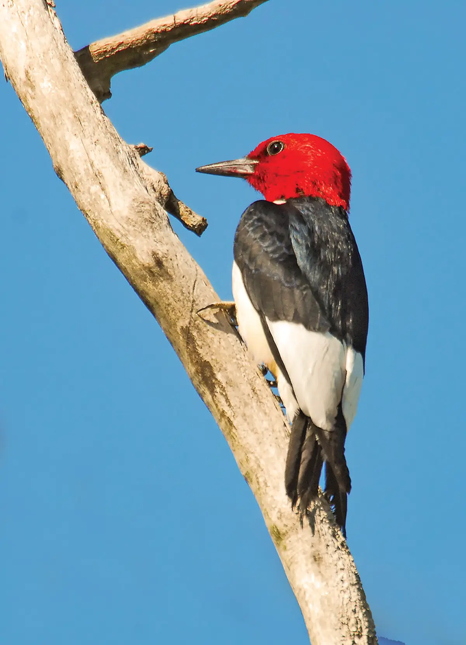 Red Headed Woodpecker in a tree