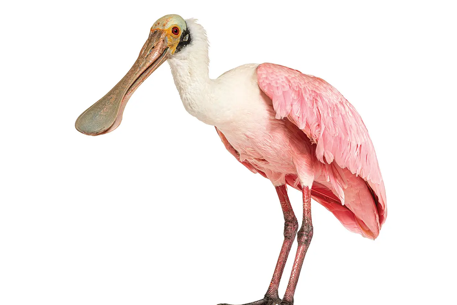 Roseate Spoonbill
