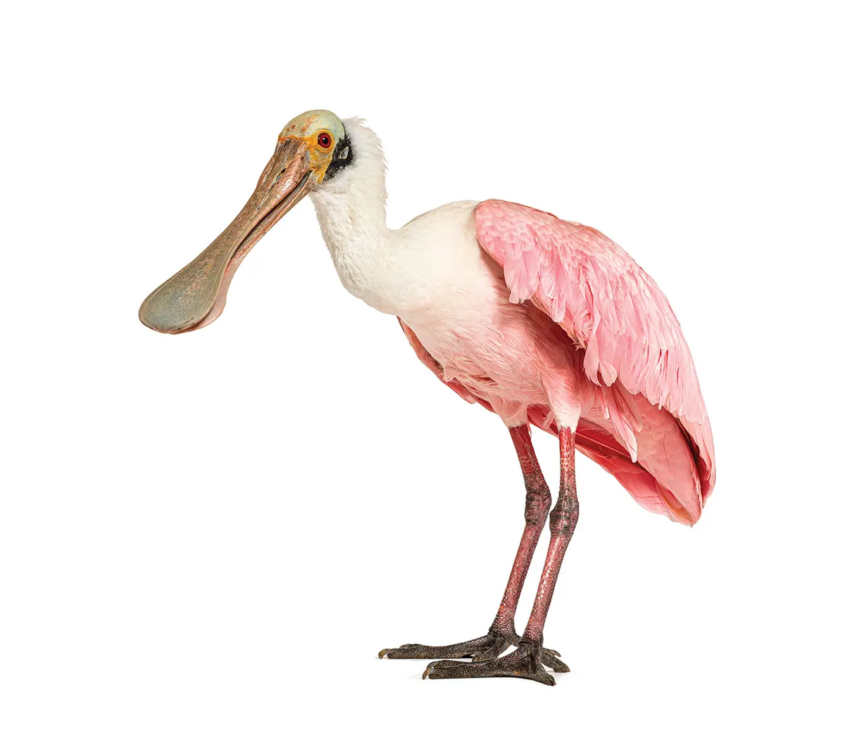 Roseate Spoonbill