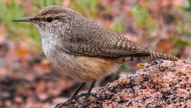 Rock wren standing on a rock