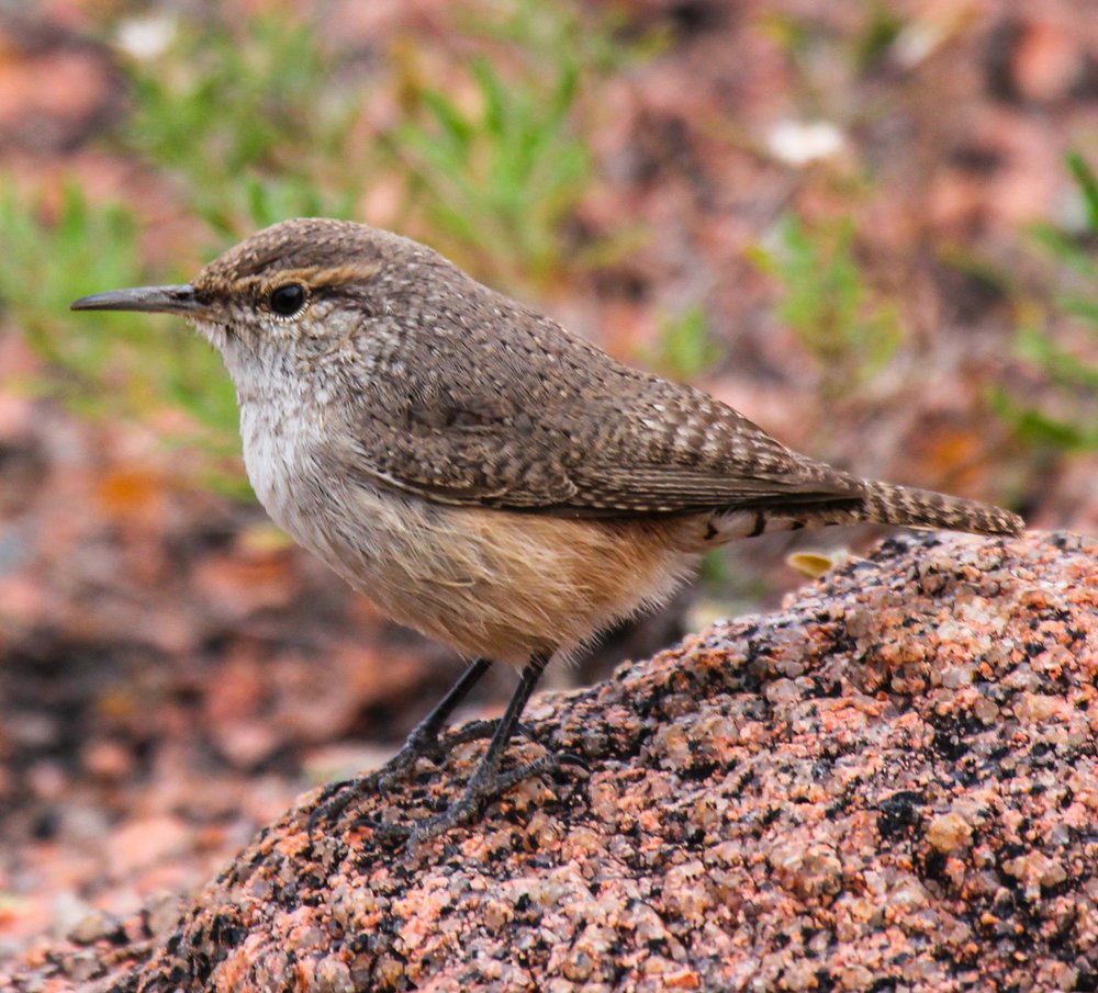 Rock wren standing on a rock