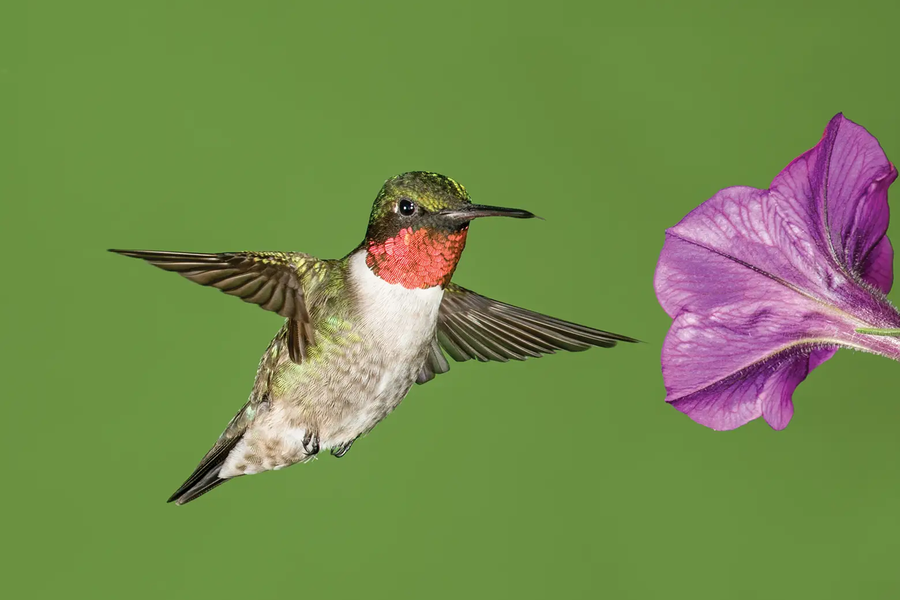 Ruby-Throated Hummingbird flying towards a purple flower