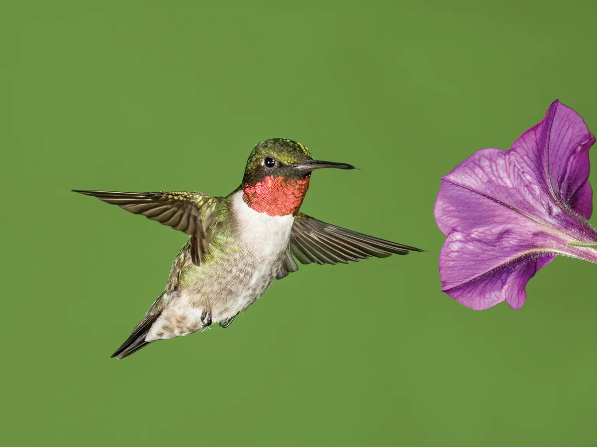 Ruby-Throated Hummingbird flying towards a purple flower