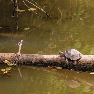 Razorback Musk Turtle on a log in the water.