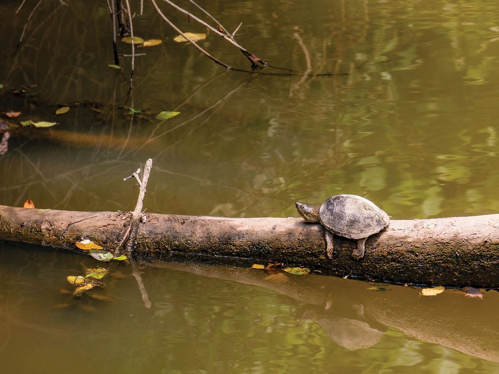 Razorback Musk Turtle on a log in the water.
