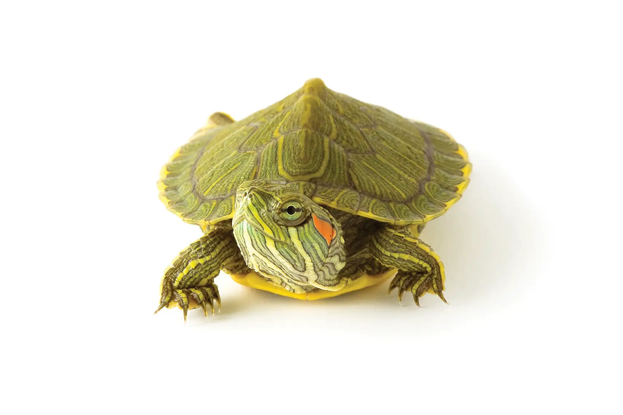 Red-eared Slider_Larry Ditto_X0Z1338