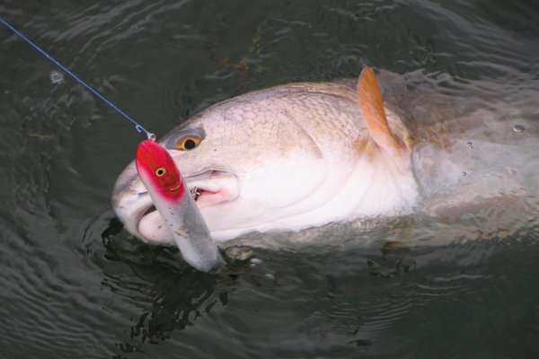 Red Drum with lure in fresh water