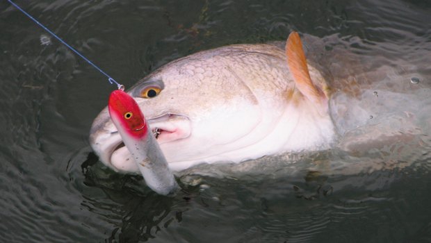 Red Drum with lure in fresh water