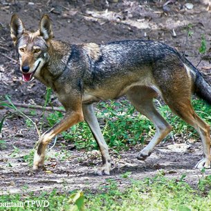 Red Wolf walking on dirt in front of a sloping hill at a Texas zoo in Victoria