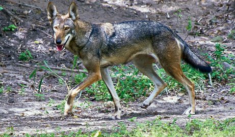 Red Wolf walking on dirt in front of a sloping hill at a Texas zoo in Victoria