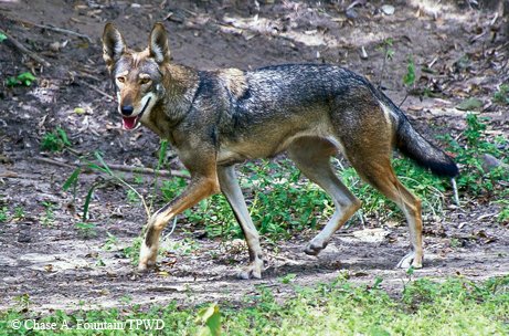 Red Wolf walking on dirt in front of a sloping hill at a Texas zoo in Victoria