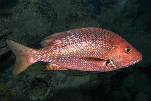Red snapper under water.