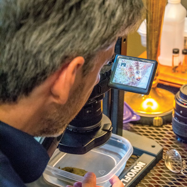 Researcher Jason Hall looking at a moth through a microscope with a digital screen