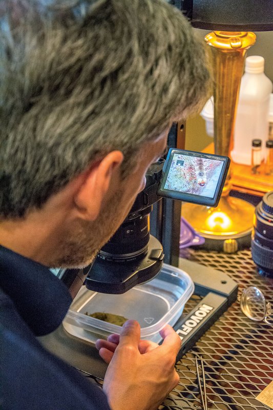 Researcher Jason Hall looking at a moth through a microscope with a digital screen