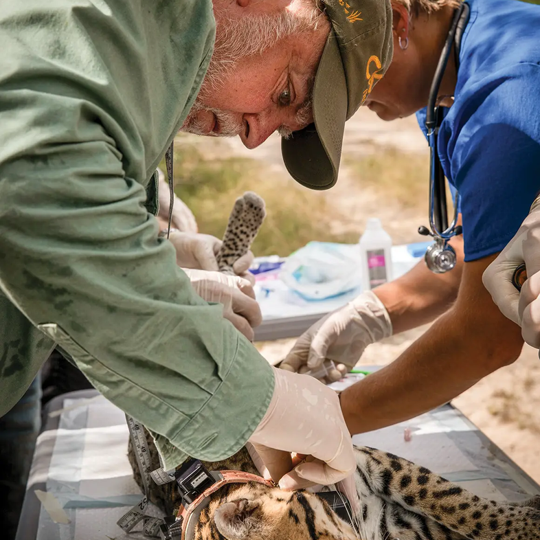 Researchers tagging an ocelot that is on a table.