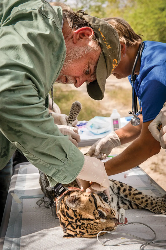 Researchers tagging an ocelot that is on a table.