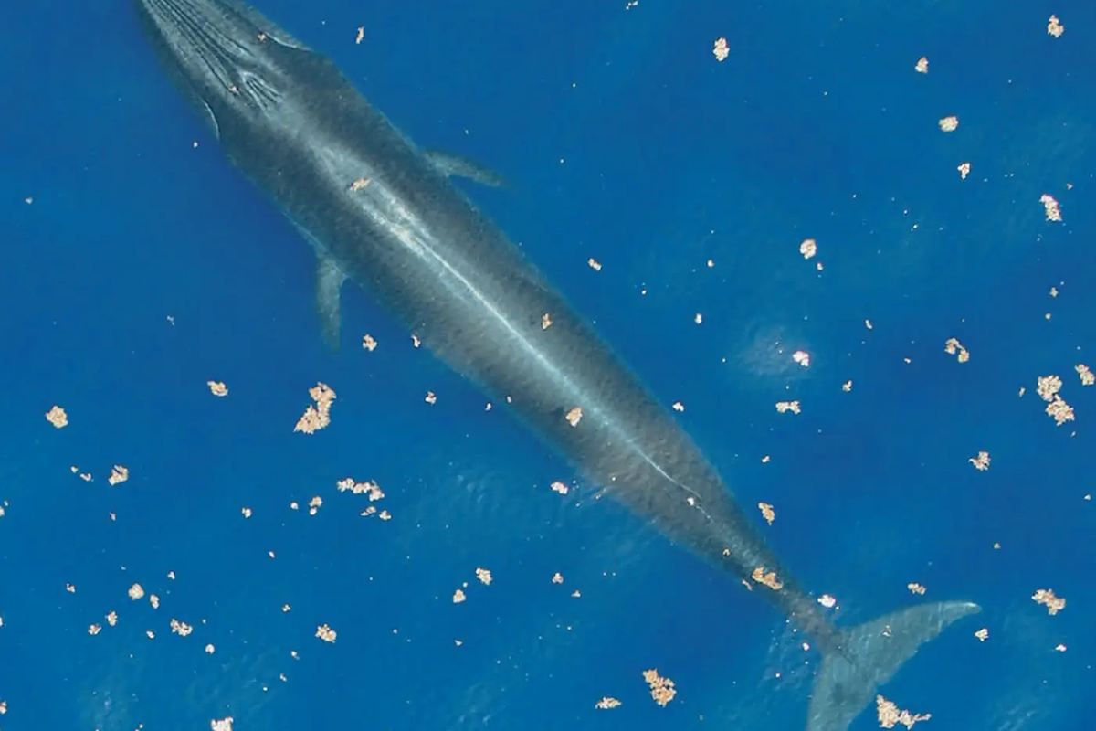 Rice_s_whale_close_to_surfaec