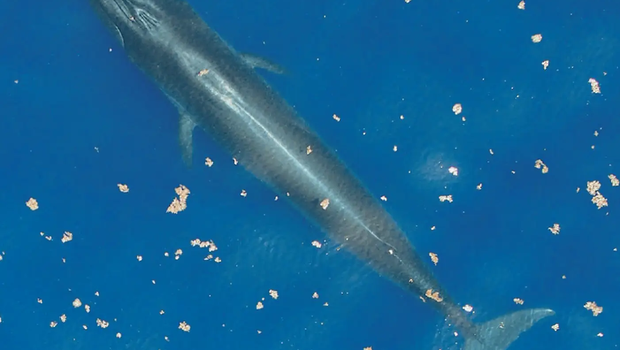 Rice_s_whale_close_to_surfaec