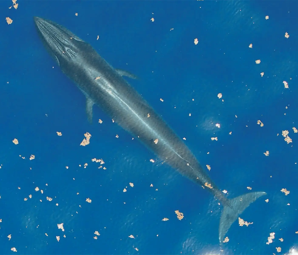 Rice_s_whale_close_to_surfaec