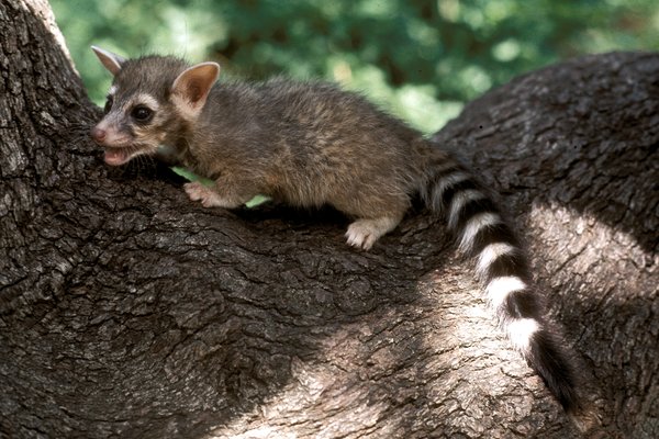 Ringtail in the fork of a tree trunk