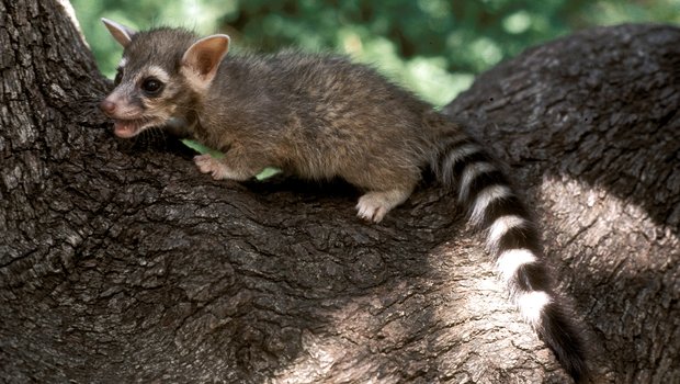 Ringtail in the fork of a tree trunk