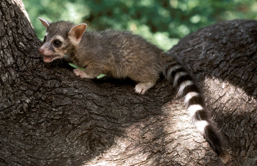 Ringtail in the fork of a tree trunk