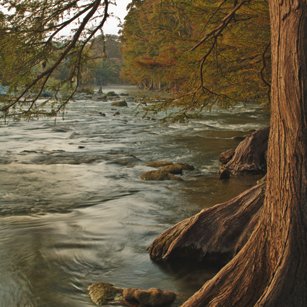 Bald cypress trees lining the Guadalupe River State Park