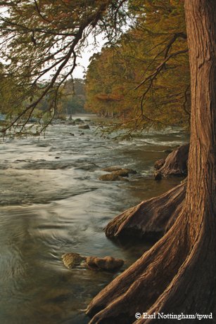 Bald cypress trees lining the Guadalupe River State Park