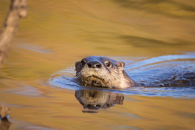 River otter in the water at Neches River National Wildlife Refuge