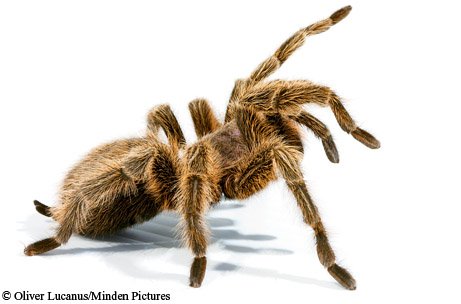 Tarantula with no background