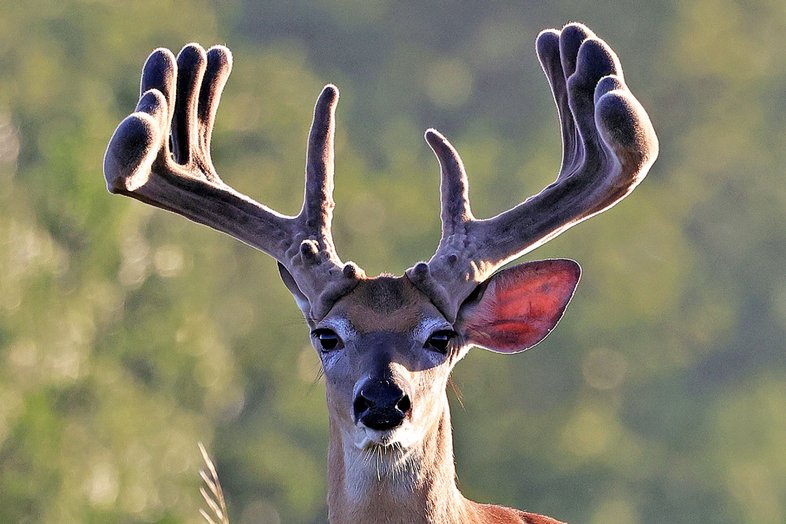 Close up of a deer with antlers at SKYE Texas.